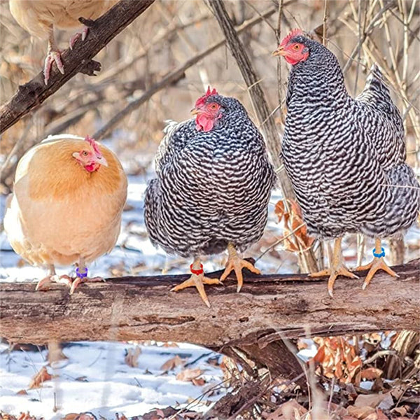 20PCS Identification Birds Chicken Poultry Leg Rings Bands Tag Large Clip 20mm