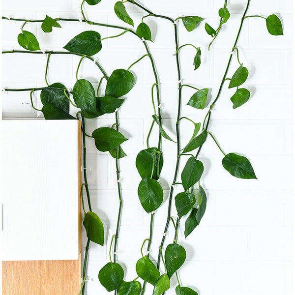 200Pcs Invisible Wall Rattan Clamp Clip Plant Climbing Wall Clip Wall Vine Fixt