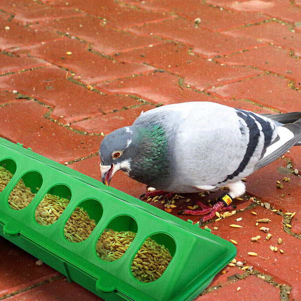 30cm Feeder Storage Trough Quail Drinker Plastic Wild Stable Chick Birds Pigeons