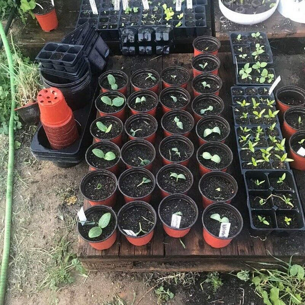 100x Plastic Plant Flower Garden Pots Nursery Seedlings Pot Growing Container AU