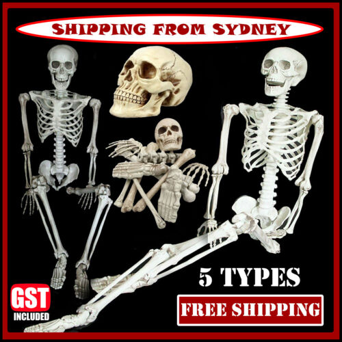 Halloween Human Skeleton Head Body Model Life Size Model House Prop Medical AU - Lets Party