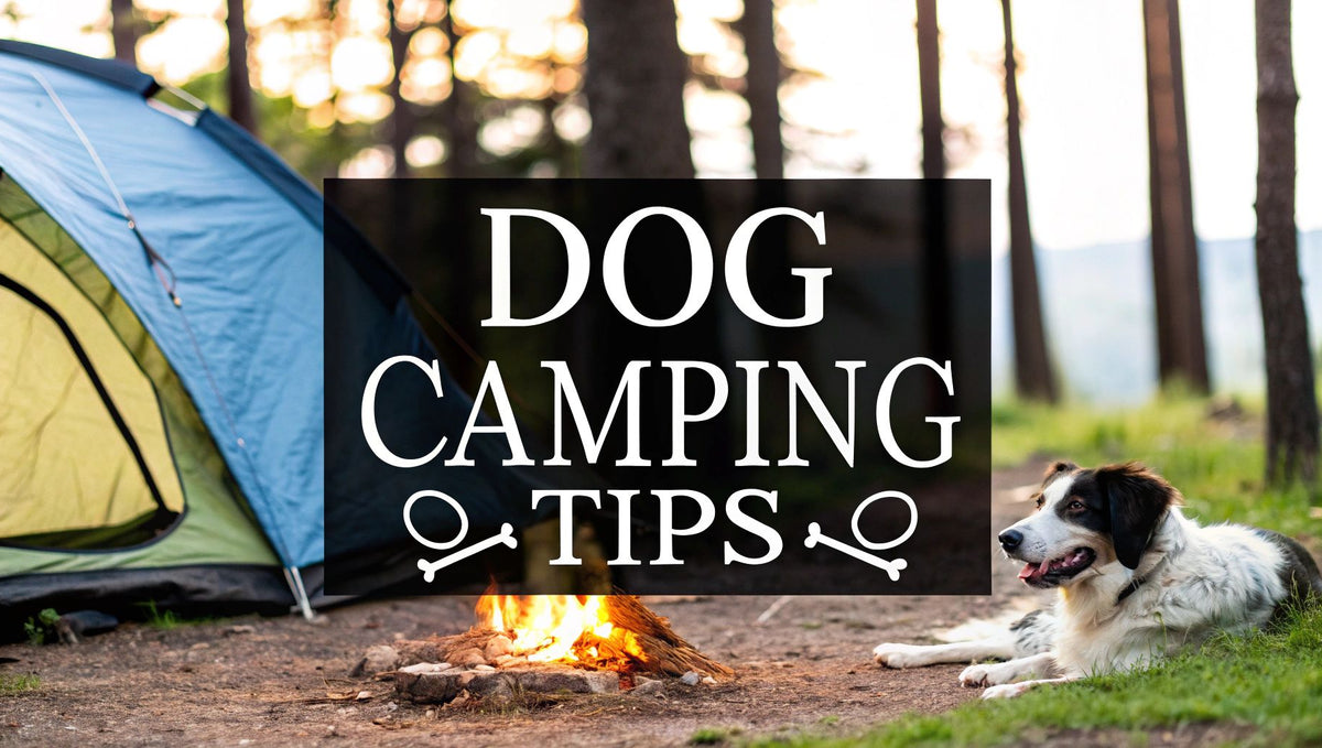 Camping with Dogs: camping with dogs essentials and pro tips