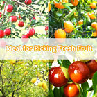 Fruit Picker Basket Extension Pole Tool for Picking Fresh Orange Peach Fruit AU