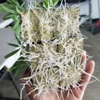 Grow Starter Rockwool Cubes Plug Hydroponic Planting Cloning Propagation