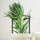 Half Round Garden Plant Vegetable Flower Support Stakes Sturdy Support Ring Cage