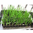 5X 72 Hole Plant Seed Grow Box Insert Propagation Nursery+100x Plant Seed Labels