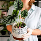 Mini Mushroom Natural Crystal Carving Quartz Massage Healing Reiki Stone Decor