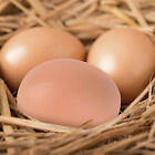 12x Plastic Fake Chicken Eggs Poultry Layer Coop Hatching Simulation Dummy Egg A