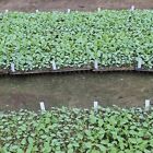 5X 72 Hole Plant Seed Grow Box Insert Propagation Nursery+100x Plant Seed Labels