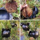 24x Grafting Box Plant Rooting Grow Ball Plant Propagation Air-Layering Pods AU