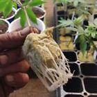 Grow Starter Rockwool Cubes Plug Hydroponic Planting Cloning Propagation