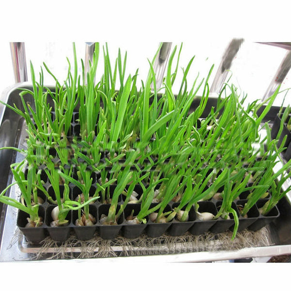 10PCS 72 Cell Seed Starter Trays Seedling Germination Nursery Propagation Trays