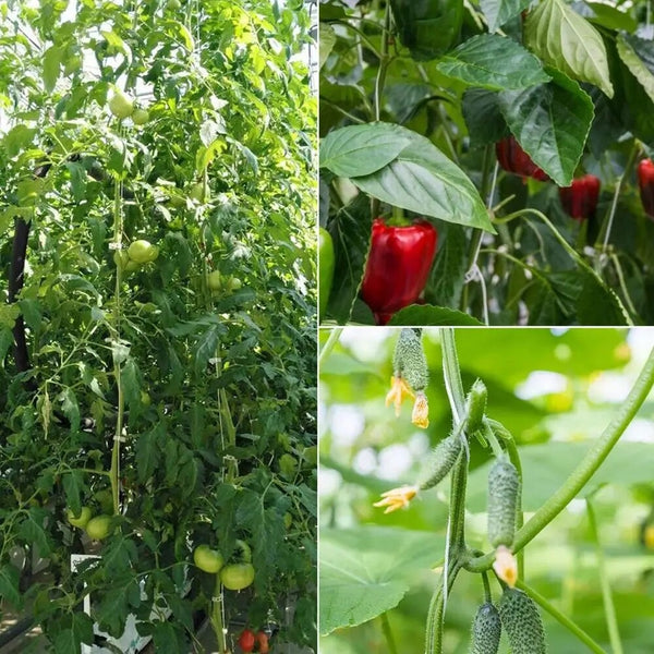 18PCS Tomato Trellis Roller Hook Support Twine Spool Plant Hanger