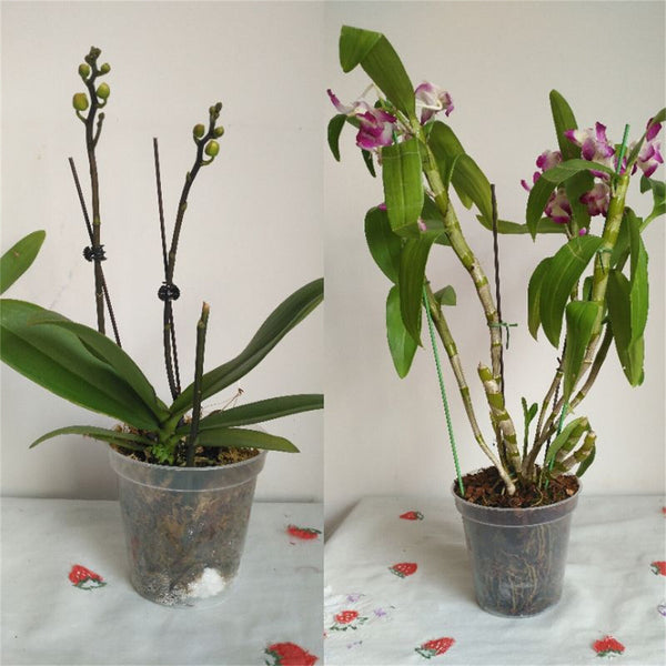 10X Clear Plastic Orchid Pots with Holes | Phalaenopsis, Paphiopedilum 76MM AUS