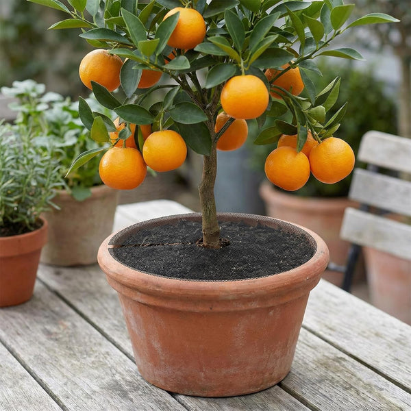 6PCS Plant Pot Soil Covers Garden Pot Mesh Guards Indoor Outdoor Plant Protector