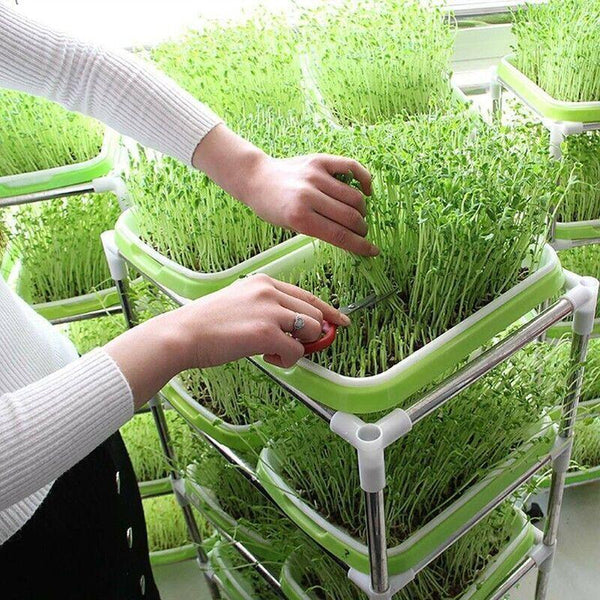 Microgreens tray, Seeding Cloning Hydroponic Germination Bean Sprout Planting AU