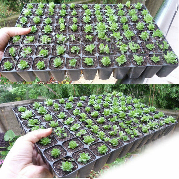 5X 72 Hole Plant Seed Grow Box Insert Propagation Nursery+100x Plant Seed Labels