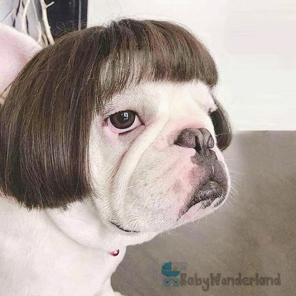 Pet Wig Small Dog Cat Cosplay Cross Dressing Hair Transforming Prop Halloween