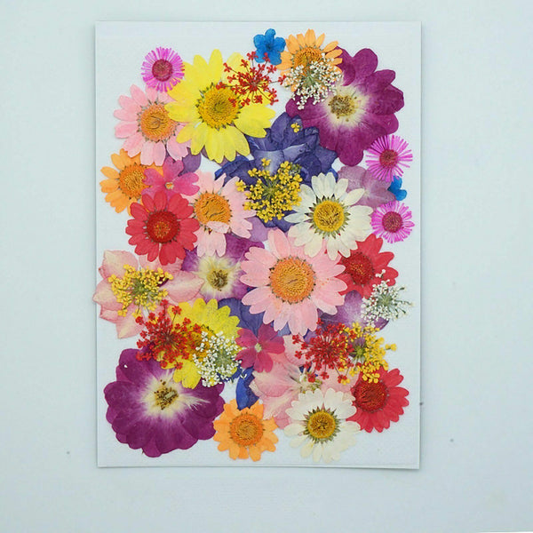 5 Sets Pressed Dried Flowers Scrapbooking Resin Art DIY Craft Decoration