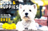2027 Calendar Cute Puppy Dogs australia HD Print 16 month Calendar2027 A4 Size