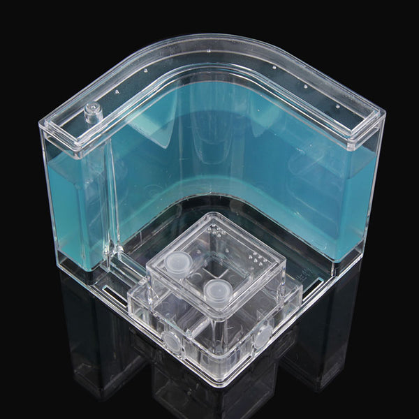 Blue gel ant habitat with maze room, front view