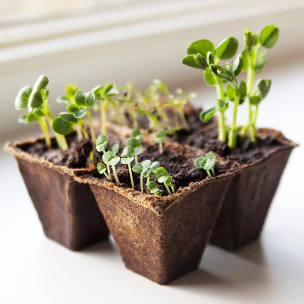 30x 12 Holes Biodegradable Paper Seedling Pots Seed Tray Garden Nursery AU