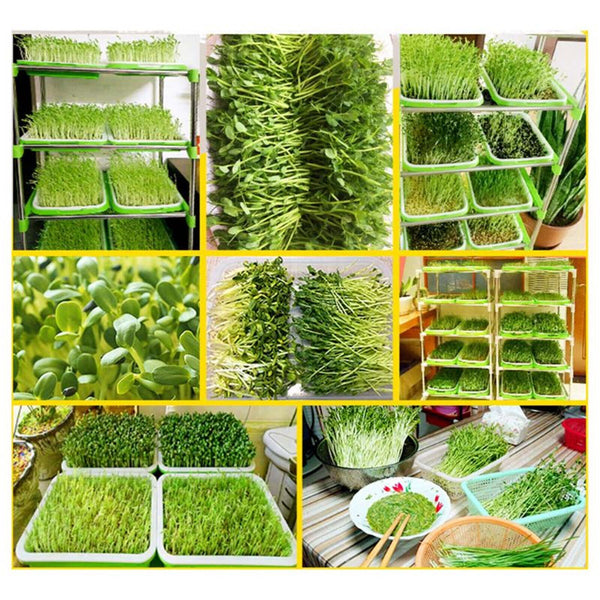1PC Seed Sprouter Tray with Lid BPA Free Bean Sprout Grower Sprouting Seeds Tray