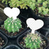 files/s-l1600_82be806c-7eb8-41cd-b2f4-f88e213df24b.jpg