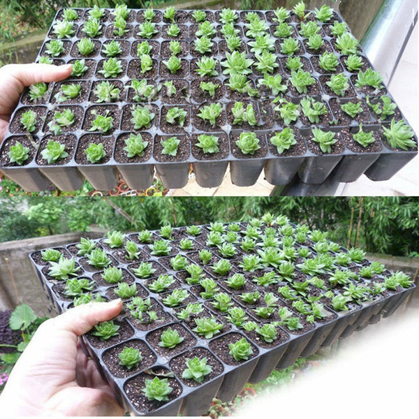 UP20 Set 72 Holes Plant Seeds Grow Box Propagation Nursery Seedling Starter Tray