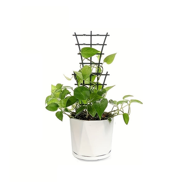 20pc Garden Plant Climbing Trellis Vegetables Flowers Support For Plant Ties Pot