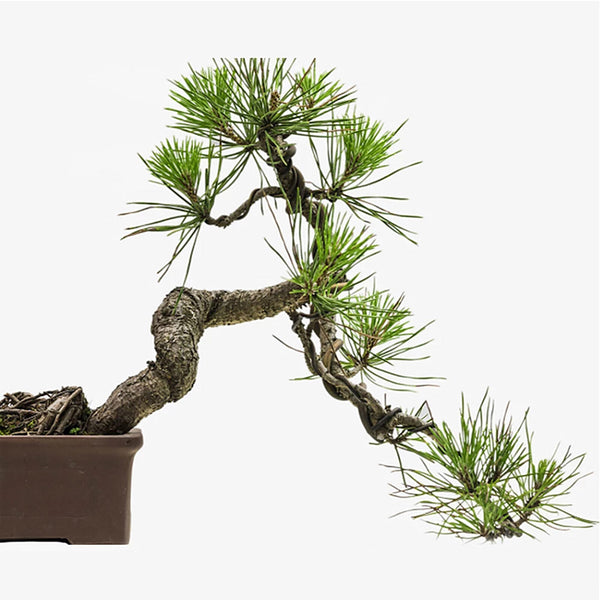 Bonsai Training Wire Aluminum Fastener Tool Plants Styling Tree Pots Garden Yard