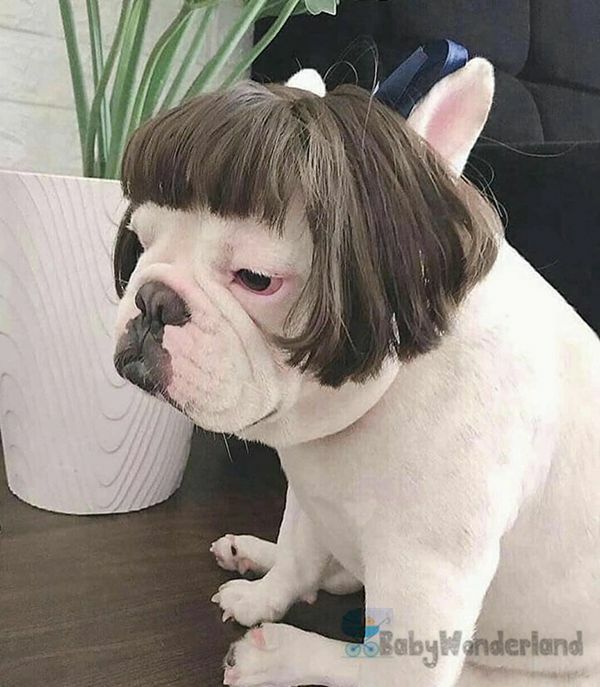 Pet Wig Small Dog Cat Cosplay Cross Dressing Hair Transforming Prop Halloween