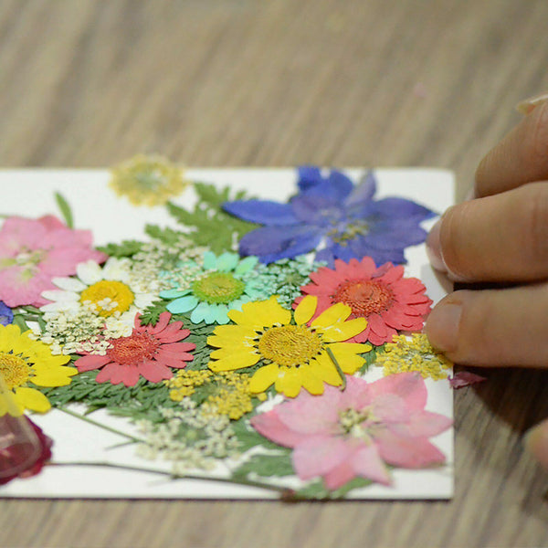 5 Sets Pressed Dried Flowers Scrapbooking Resin Art DIY Craft Decoration