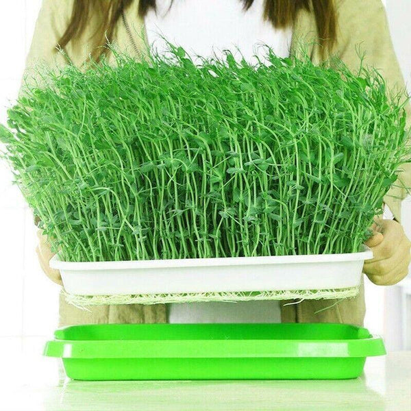 Microgreens tray, Seeding Cloning Hydroponic Germination Bean Sprout Planting AU