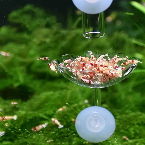 Aquarium Fish Tank Shrimp Food Feeder Clear Glass Feeding Dish Tank Accessory