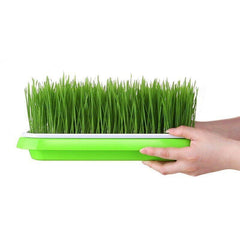 Microgreens tray, Seeding Cloning Hydroponic Germination Bean Sprout Planting AU