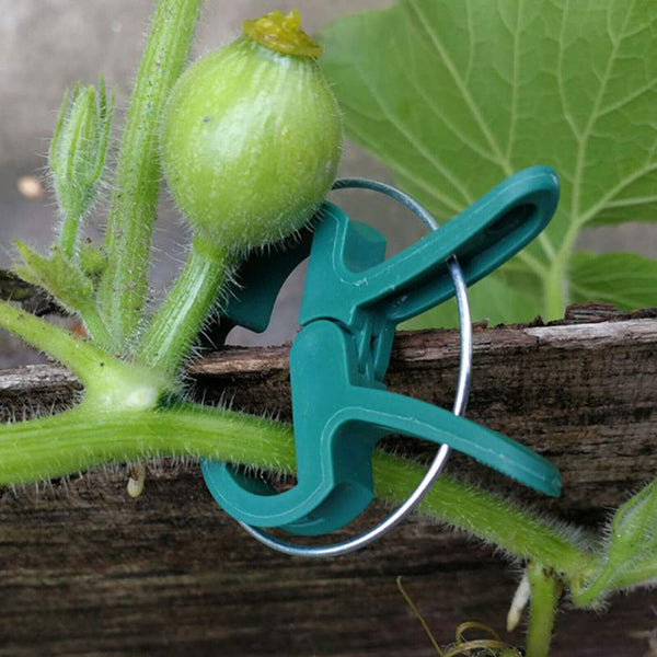 20X Garden Plant Clips Tomato Tie Support+100X Flower Pole Ring Clips Garden Tie