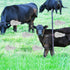 files/s-l1600_f3d19978-ef91-47db-a51f-247897a9653e.jpg