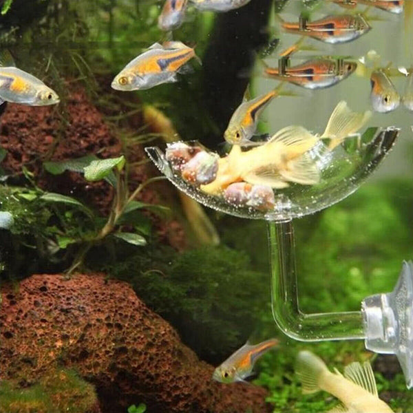 Aquarium Fish Tank Shrimp Food Feeder Clear Glass Feeding Dish Tank Accessory