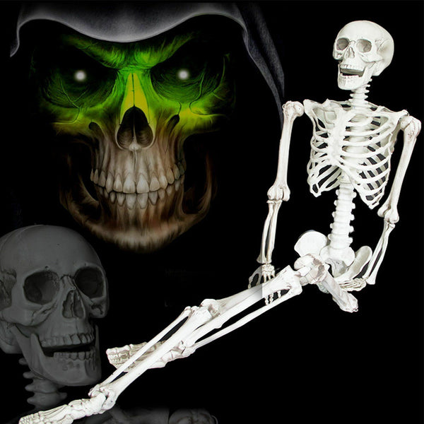 Halloween Human Skeleton Head Body Model Life Size Model House Prop Medical AU - Lets Party