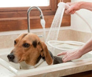 Single Tap Pets Shower Spray Hose Head Dog Bath Tub Washing Holder Attachment - Lets Party