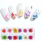 1-5X 3D Nail Art Dried Flowers Mixed Color Floral Pedal DIY Manicure Decal Decor