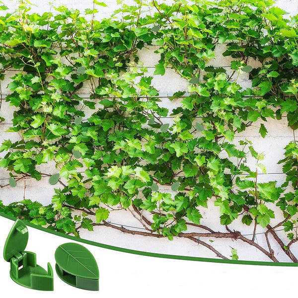 Invisible Wall Vines Fixture Sticky Hook Fixing Clip Climbing Plants Ties Holder - Lets Party