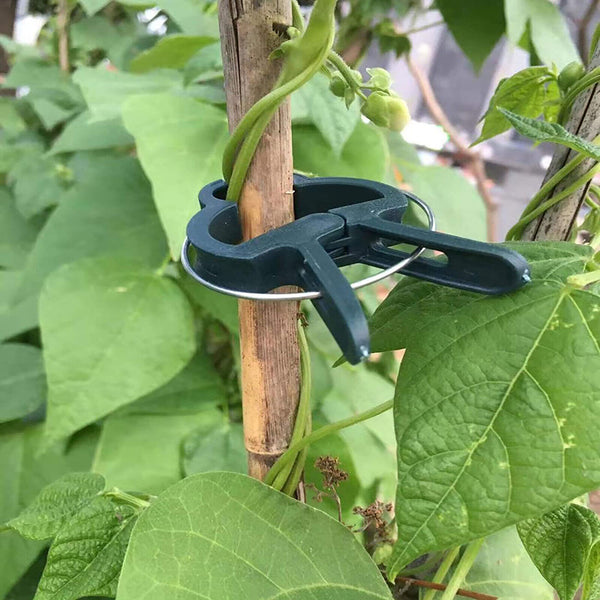 GARDEN PLANT CLIPS Tomato Tie Stem Orchid Support Weatherproof Grow Training AU