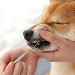 Dog Tooth Scaler – Pet Dental Plaque Remover & Teeth Cleaning Tool
