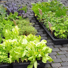 10 Pcs Garden Black Plastic Rectangle Plant Seedling Propagation Seeding Tray AU