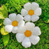 products/s-l1600_7bd9f65e-d7f4-405e-9301-770119c1139e.jpg