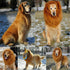 Pet Large Lion Costume Mane Wig Dog Fancy Dress Up Party for Halloween ClothesAU