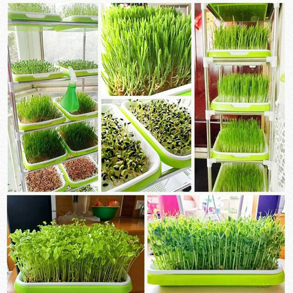 Trays seedling Starter Tray Basket Germination Plant Grow Basket Seed SprouterAU