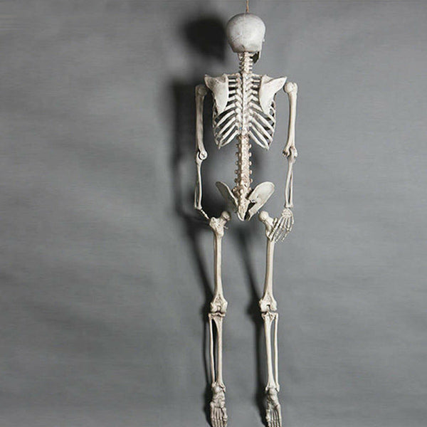 Halloween Human Skeleton Head Body Model Life Size Model House Prop Medical AU - Lets Party